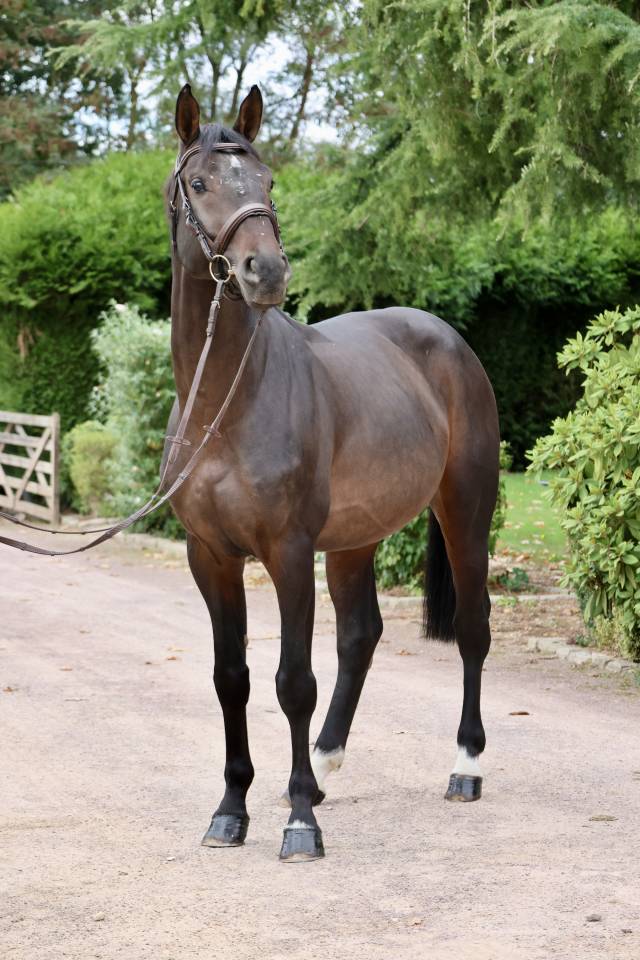 Caballo entero Holsteiner En venta 2020 Bayo por Q-OXFORED QUALITY