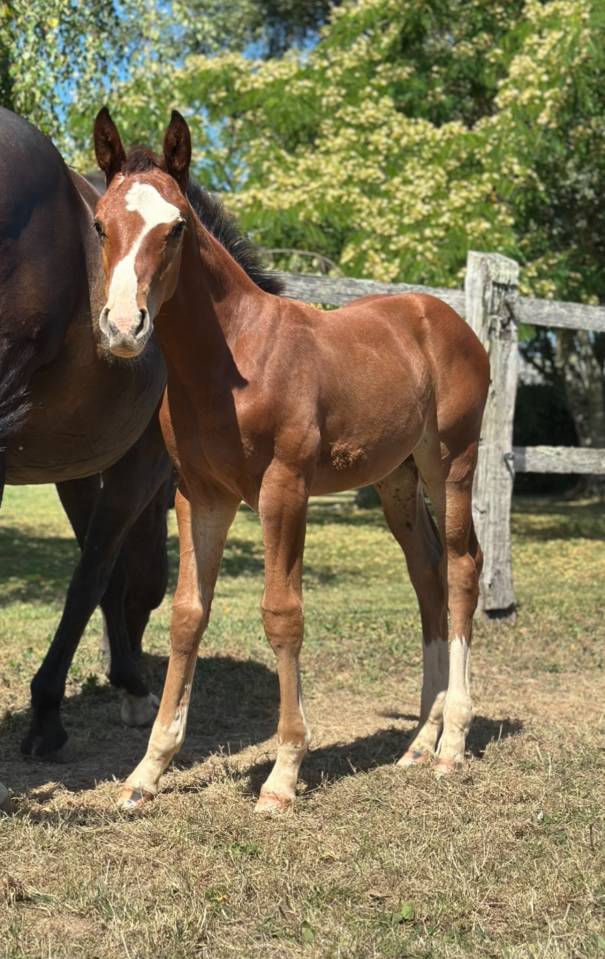Potro Silla Francés En venta 2025 Bayo