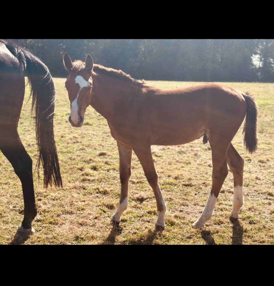 Potro Silla Francés En venta 2025 Bayo