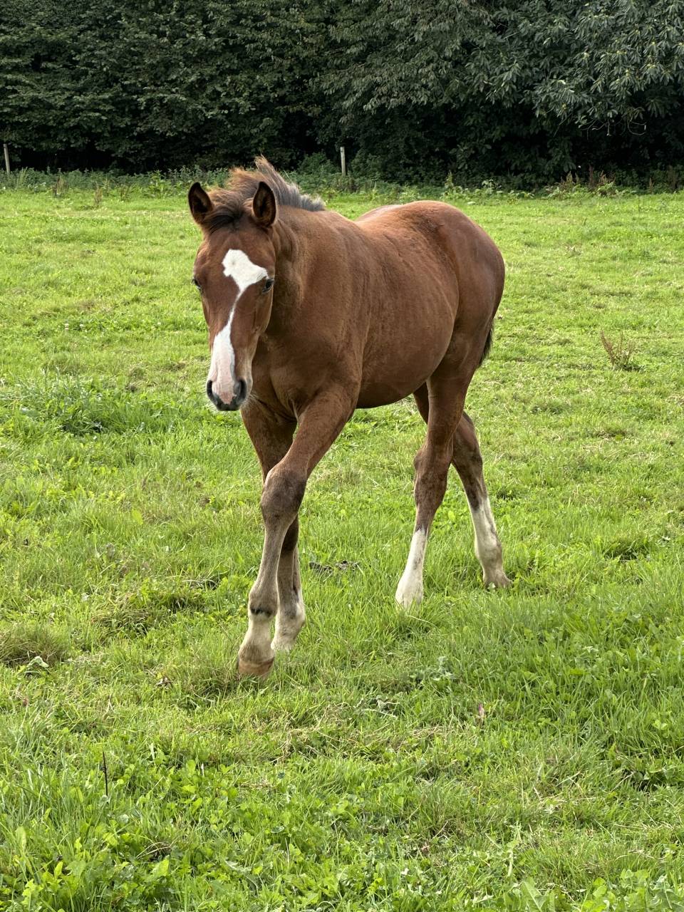 Potro Silla Francés En venta 2025 Bayo