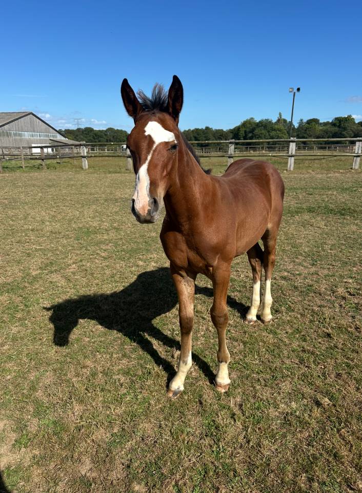 Potro Silla Francés En venta 2025 Bayo