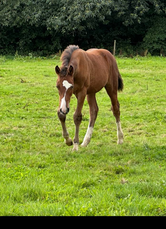 Potro Silla Francés En venta 2025 Bayo