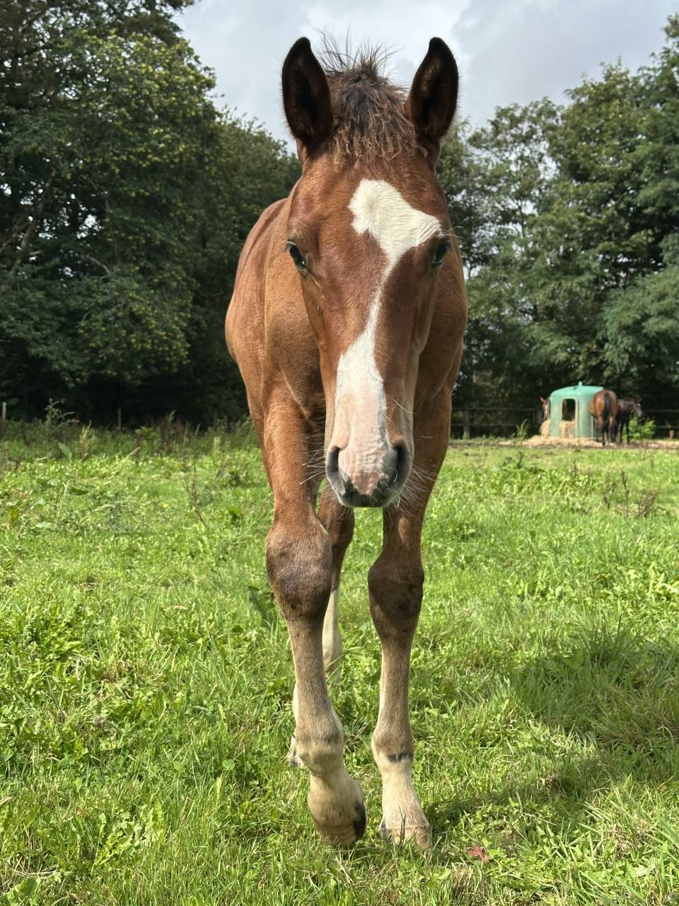 Potro Silla Francés En venta 2025 Bayo