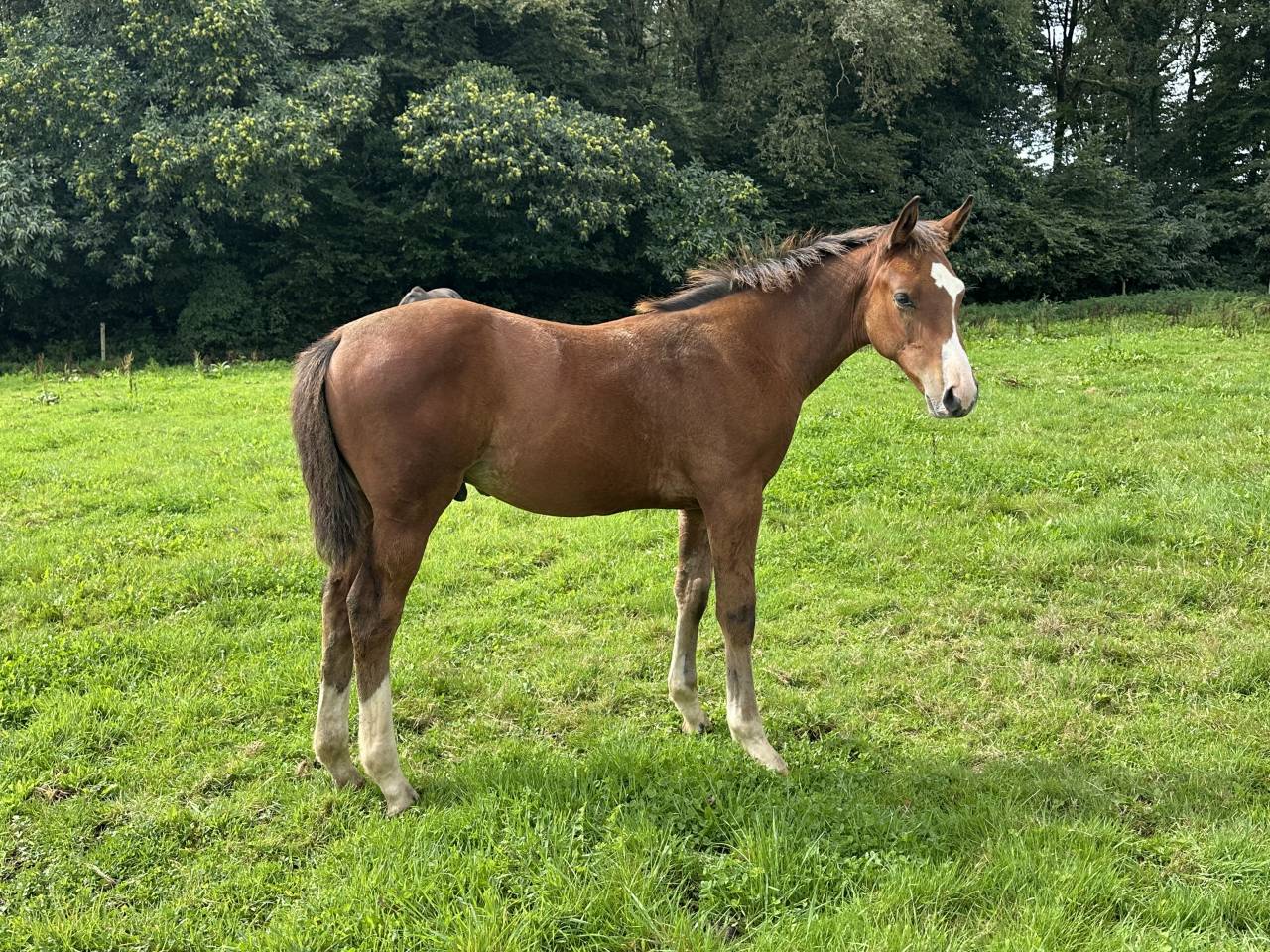 Potro Silla Francés En venta 2025 Bayo