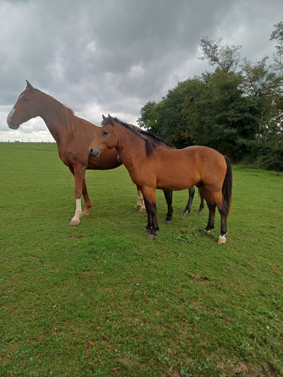 Caballo entero New Forest En venta 2023 Bayo por ROB ROY DU GARON