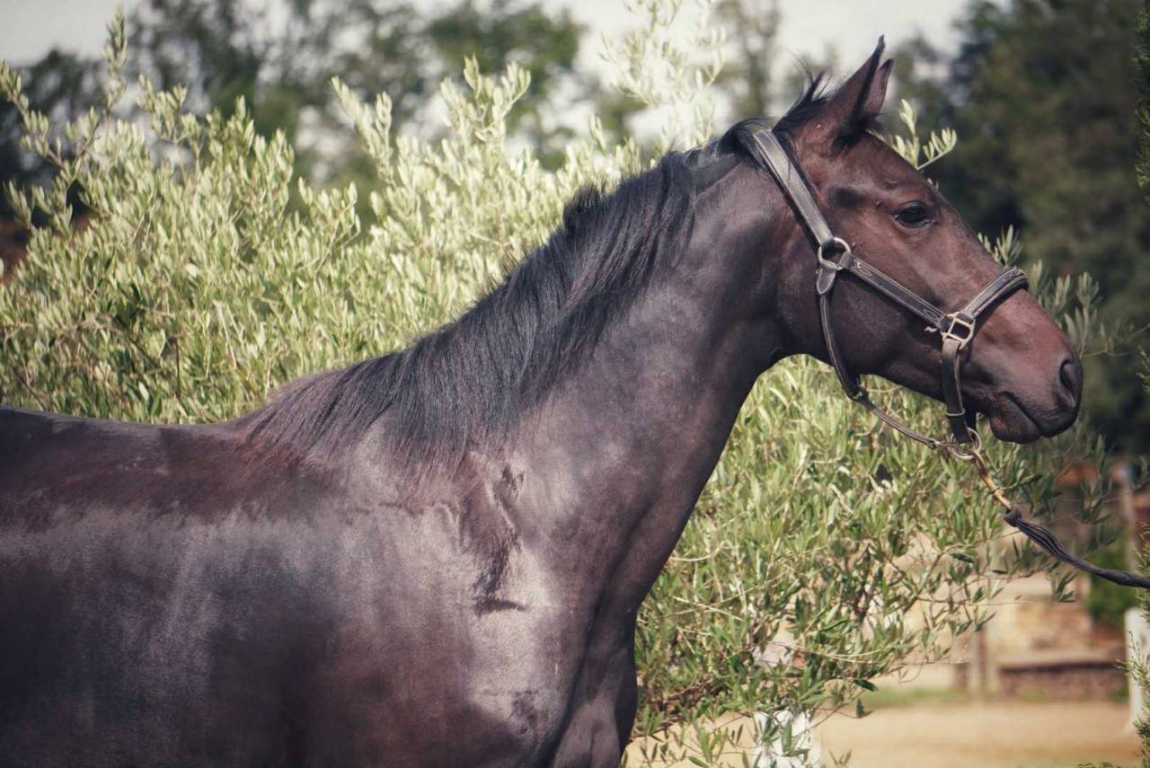 Yegua Origine Constatée En venta 2022 Bayo moreno