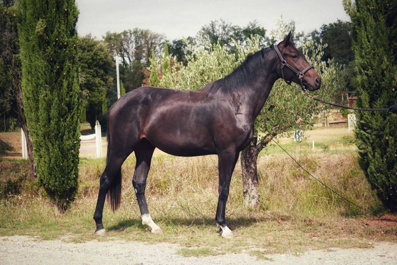 Yegua Origine Constatée En venta 2022 Bayo moreno