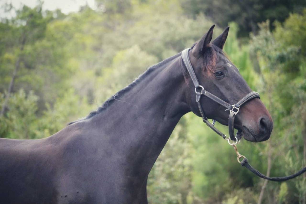Yegua Silla Francés En venta 2022 Bayo moreno