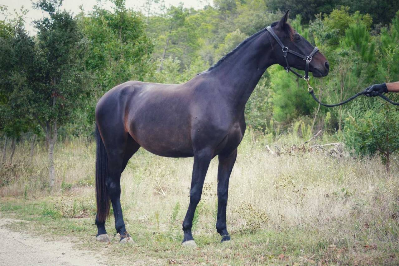 Yegua Silla Francés En venta 2022 Bayo moreno