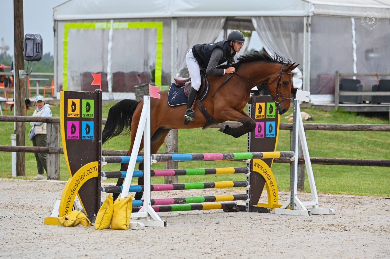 Caballo castrado sBs Caballo de Deporte Belga En venta 2021 Bayo