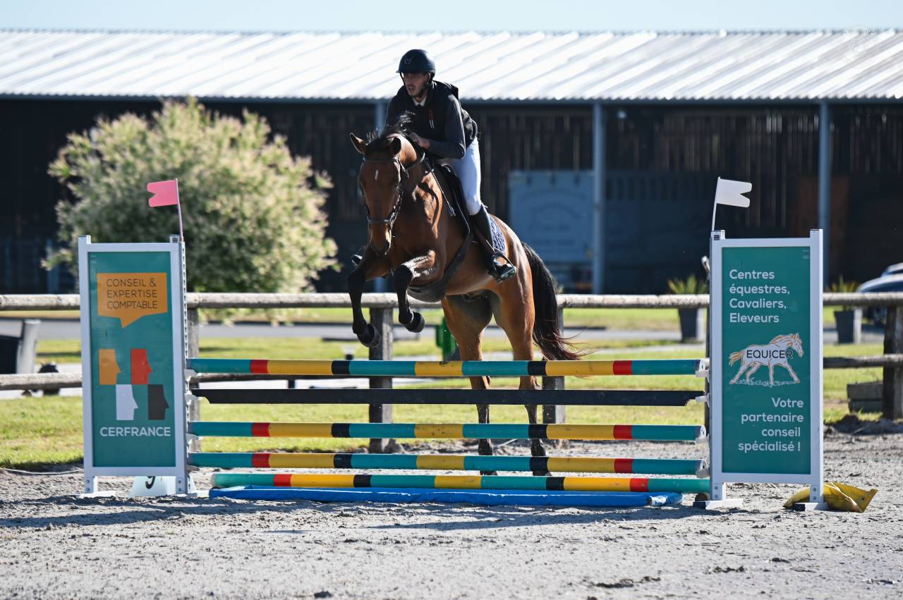 Caballo castrado sBs Caballo de Deporte Belga En venta 2021 Bayo