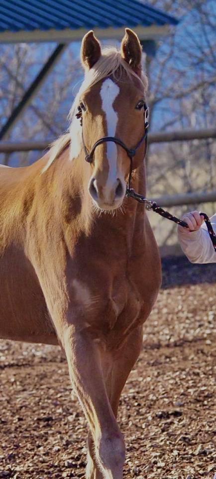 Yegua Silla Francés En venta 2020 Alazán