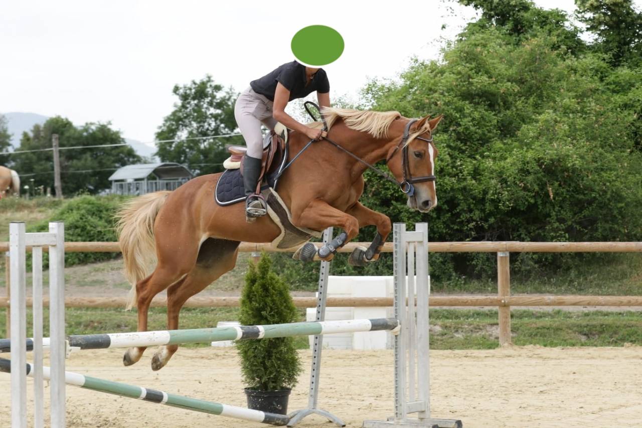 Yegua Silla Francés En venta 2020 Alazán