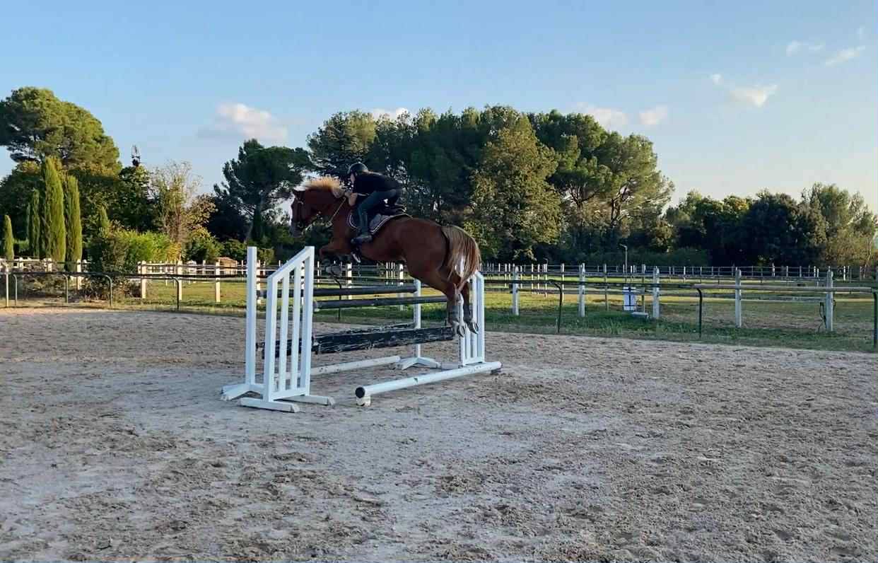 Yegua Silla Francés En venta 2020 Alazán