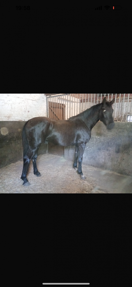 Caballo castrado Zangersheide En venta 2022 Negro por Emidor z