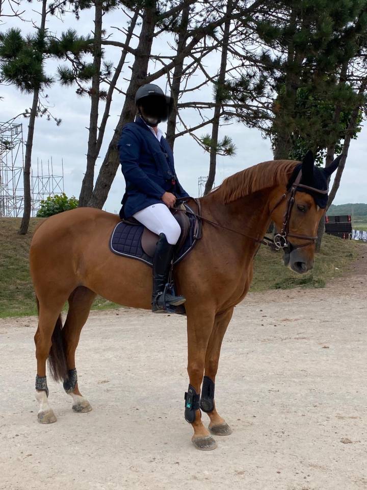 Yegua Silla Francés En venta 2013 Alazán por KANNAN