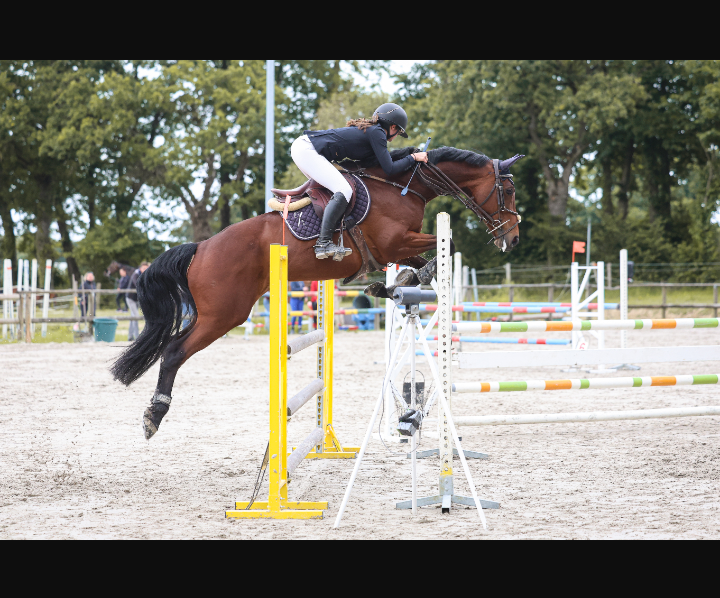 Yegua Silla Francés En venta 2015 Bayo