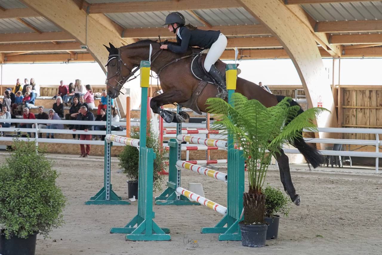 Yegua Silla Francés En venta 2015 Bayo