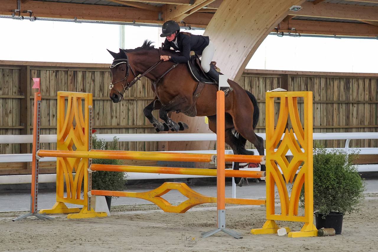 Yegua Silla Francés En venta 2015 Bayo