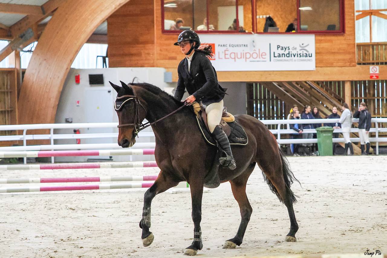 Yegua Silla Francés En venta 2015 Bayo