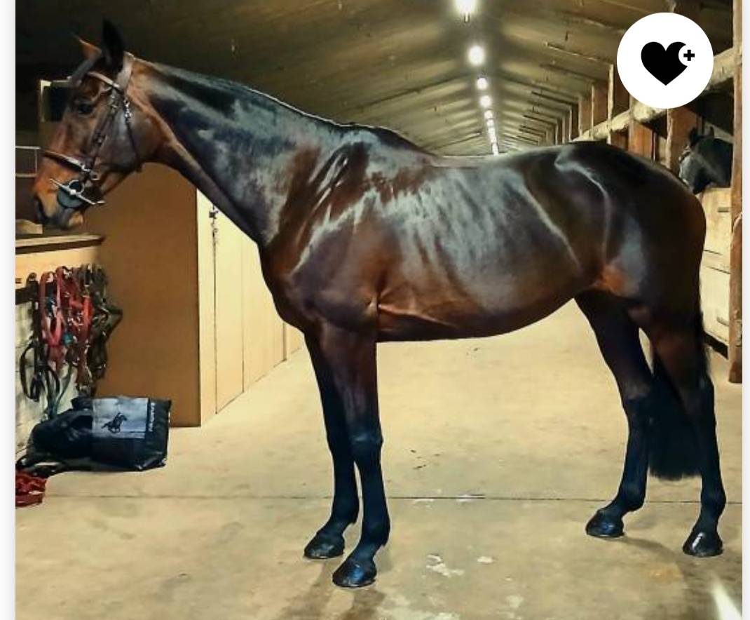 Yegua Silla Francés En venta 2015 Bayo