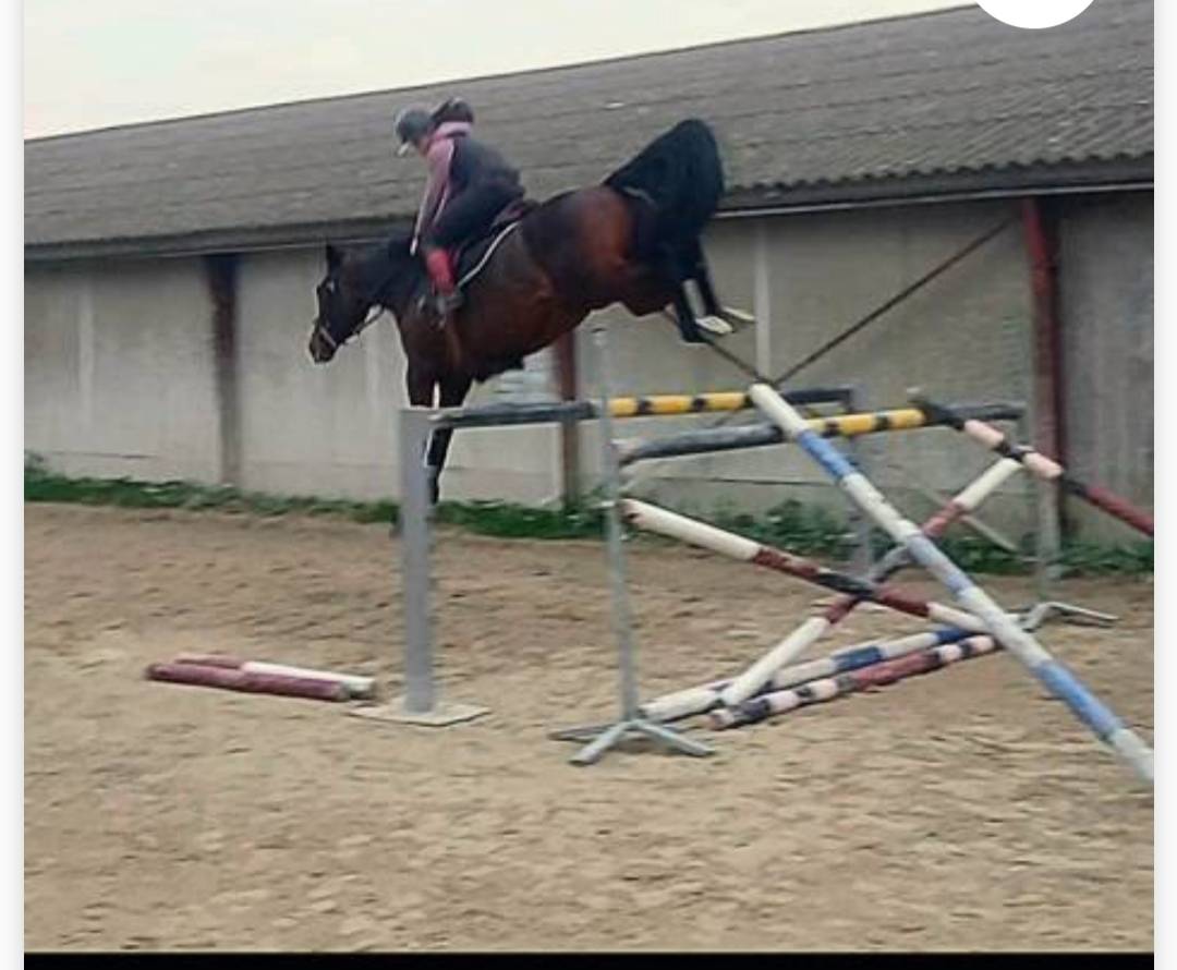 Yegua Silla Francés En venta 2015 Bayo