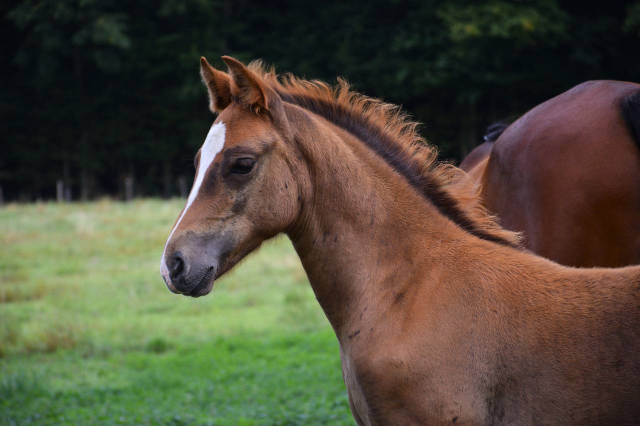 Potro New Forest En venta 2025 Alazán tostado por Birkilds Balboa