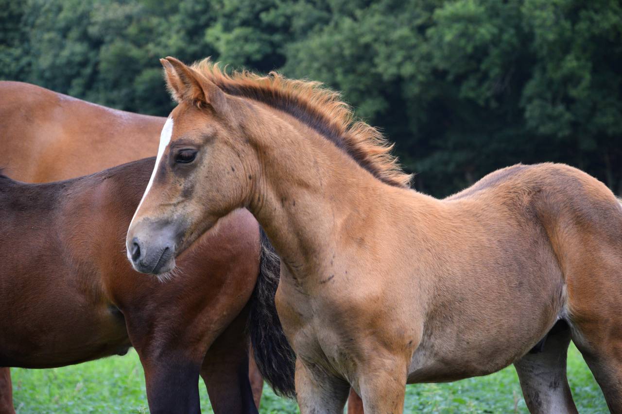 Potro New Forest En venta 2025 Alazán tostado por Birkilds Balboa