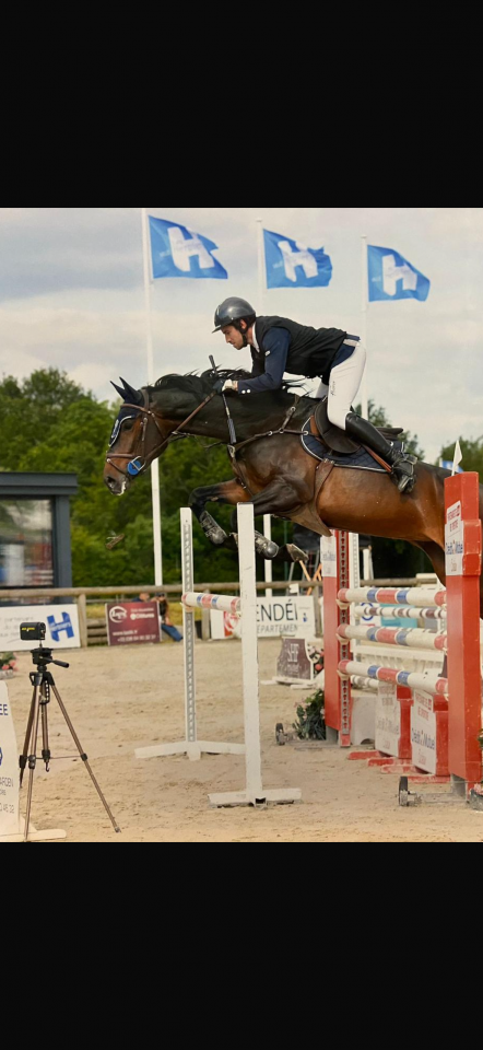 Yegua Silla Francés En venta 2018 Bayo moreno por CORNET OBOLENSKY