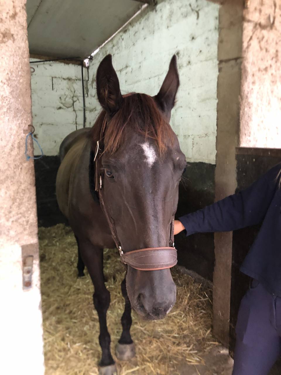 Yegua Pura Sangre Inglés En venta 2011 Alazán tostado