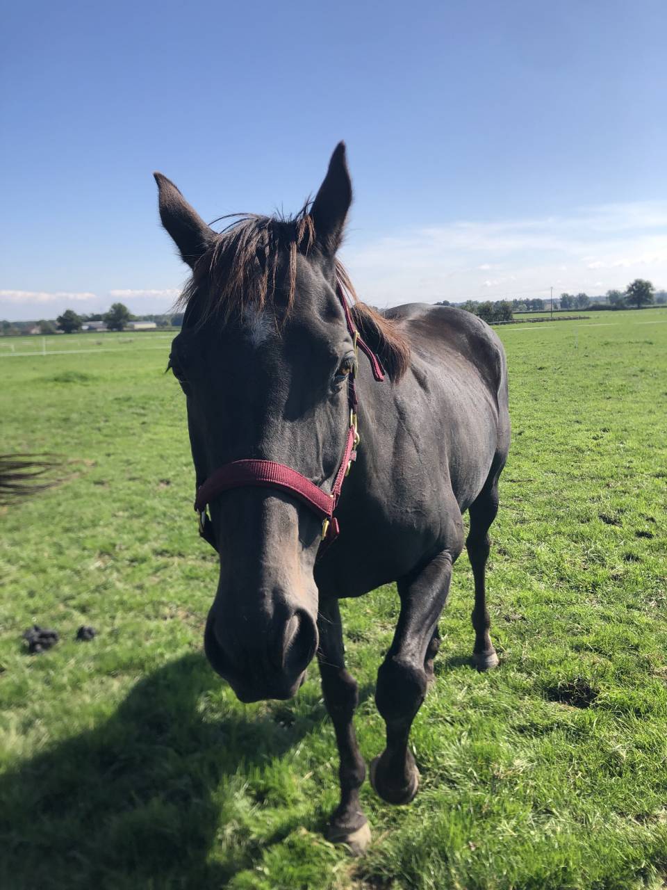 Yegua Pura Sangre Inglés En venta 2011 Alazán tostado