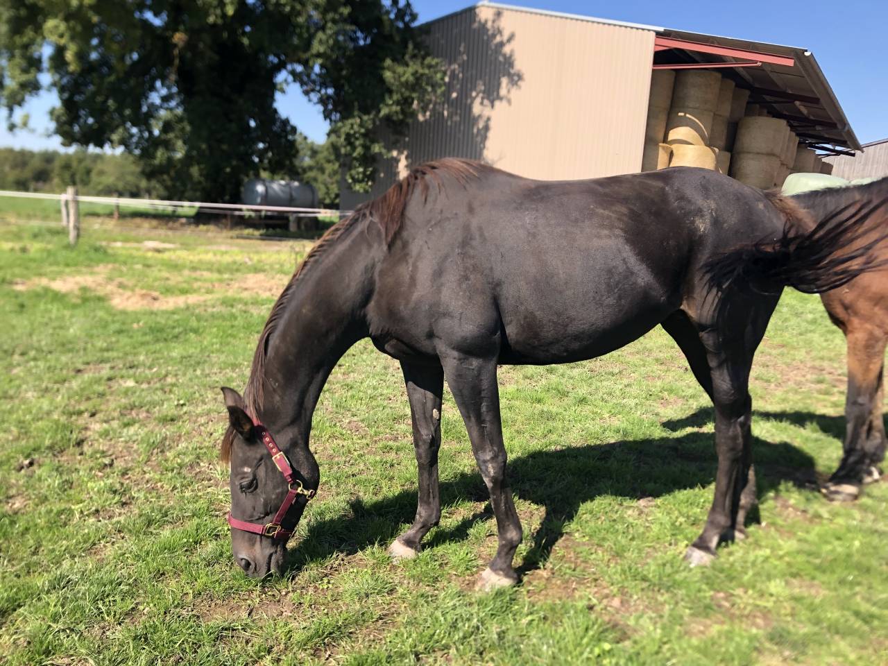 Yegua Pura Sangre Inglés En venta 2011 Alazán tostado