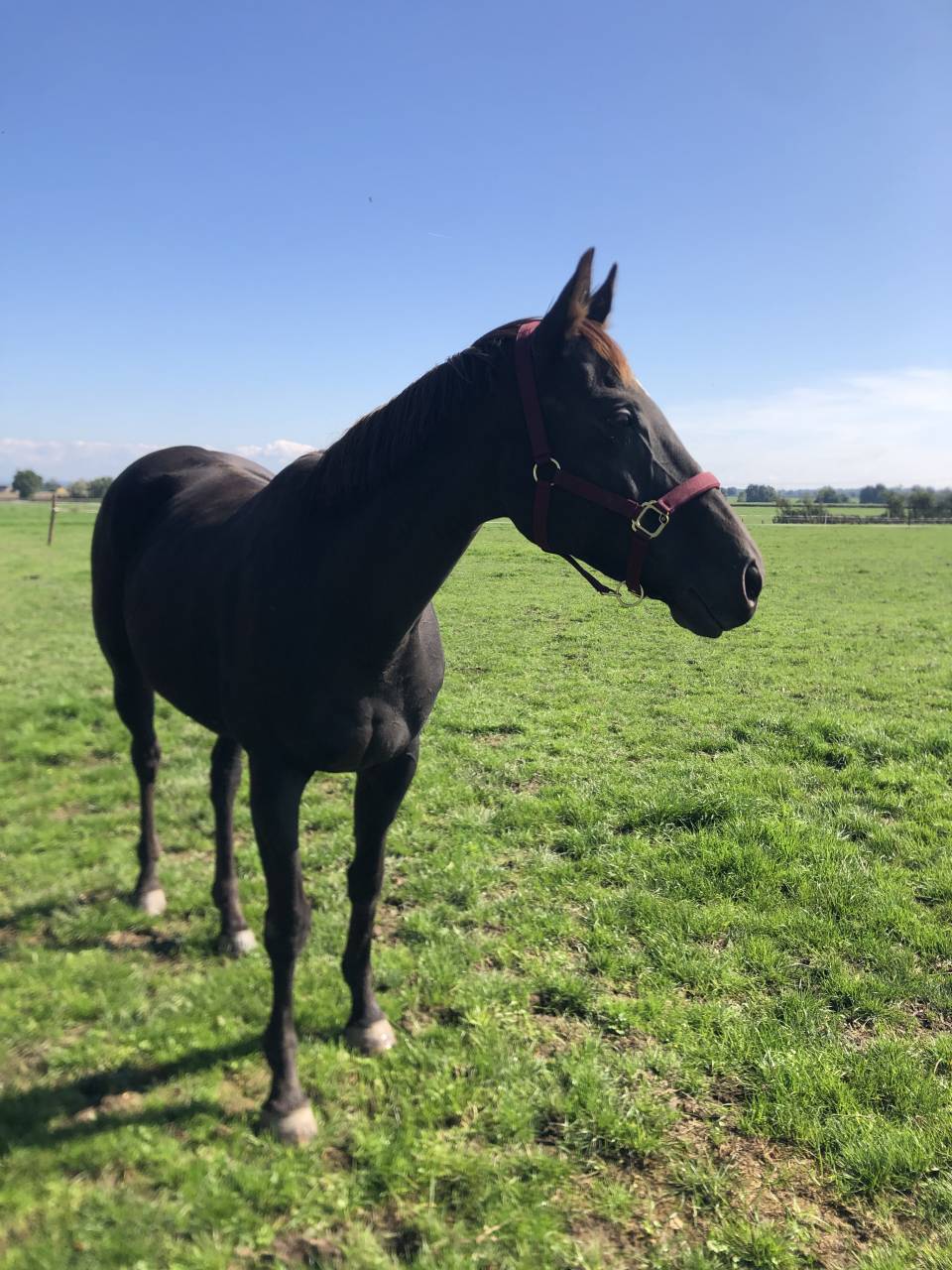 Yegua Pura Sangre Inglés En venta 2011 Alazán tostado