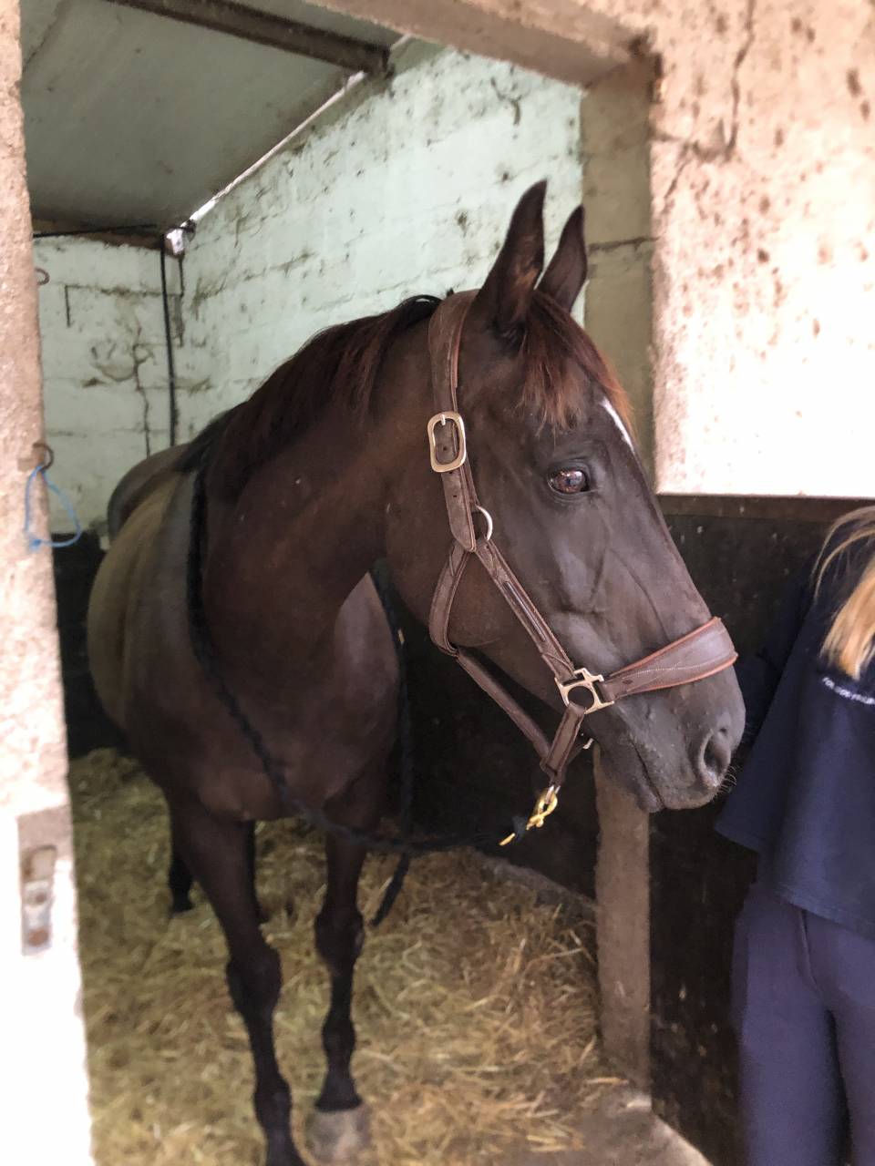 Yegua Pura Sangre Inglés En venta 2011 Alazán tostado