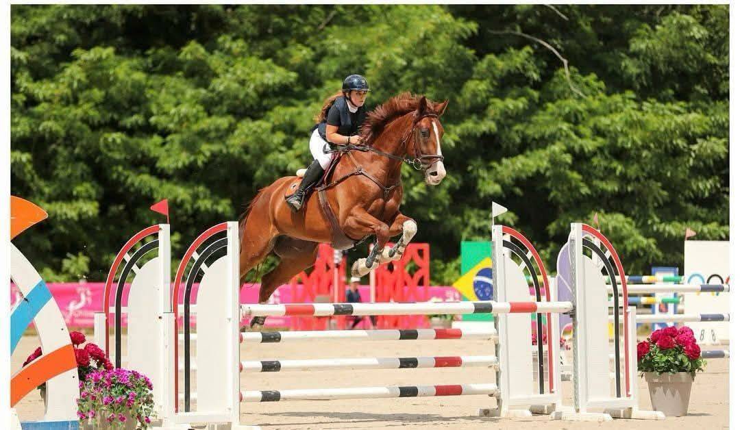 Caballo castrado Silla Francés En venta 2013 Alazán