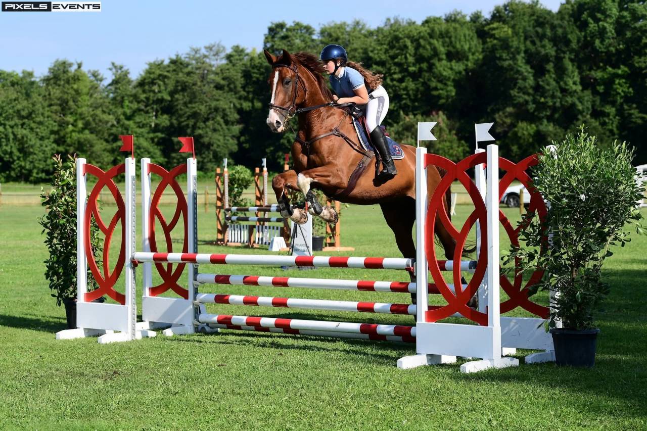 Caballo castrado Silla Francés En venta 2013 Alazán