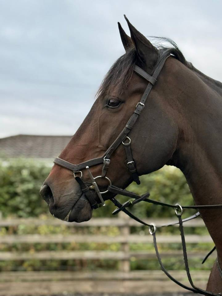 Irish porny for sale