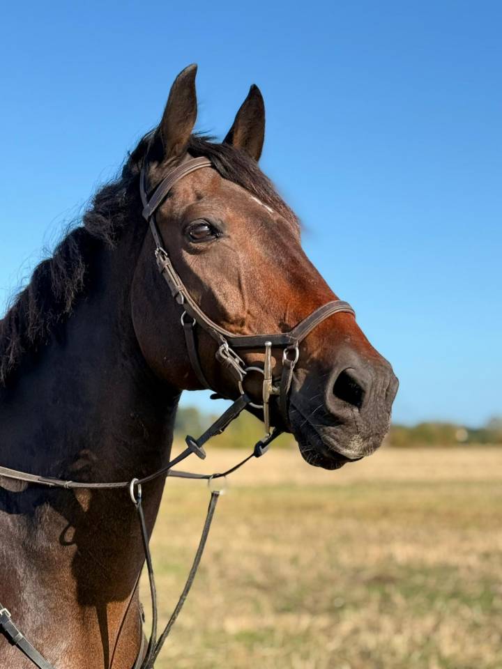 Irish porny for sale