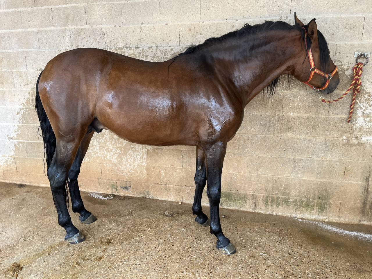 TRECE CAD, Potro PRE, 5 Años Entero