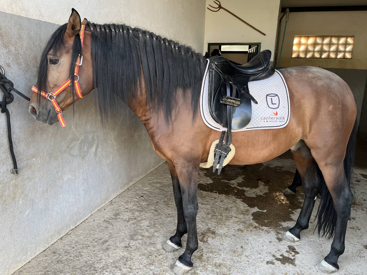 TRECE CAD, Potro PRE, 5 Años Entero