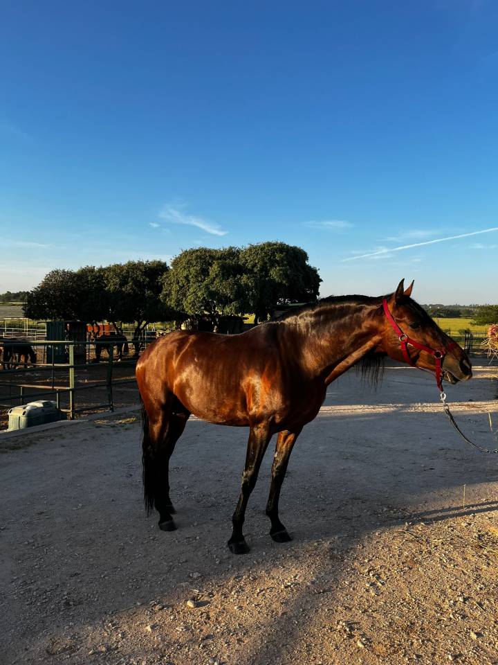 TRECE CAD, Potro PRE, 5 Años Entero