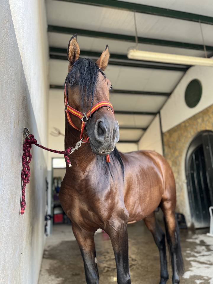 TRECE CAD, Potro PRE, 5 Años Entero