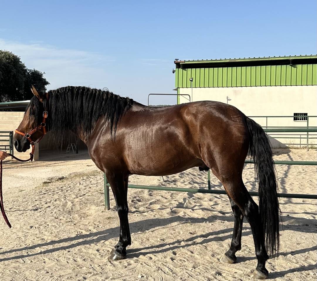 TRECE CAD, Potro PRE, 5 Años Entero