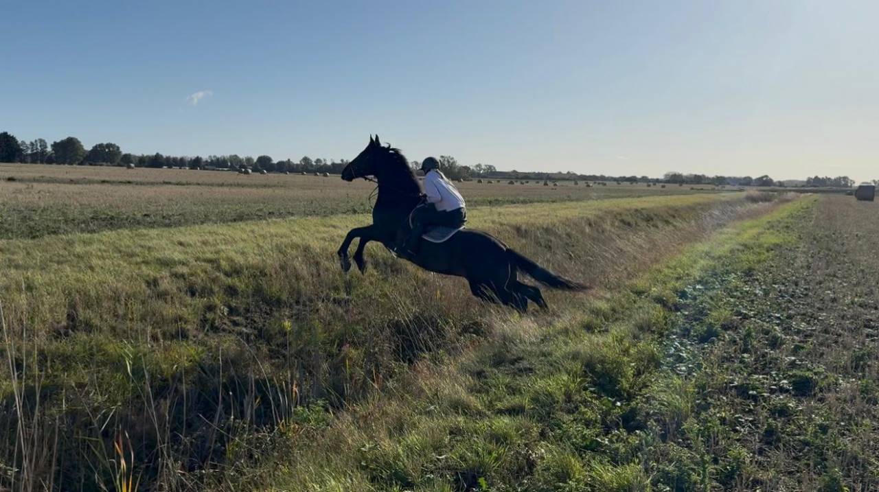 Irish Bay Gelding for sale