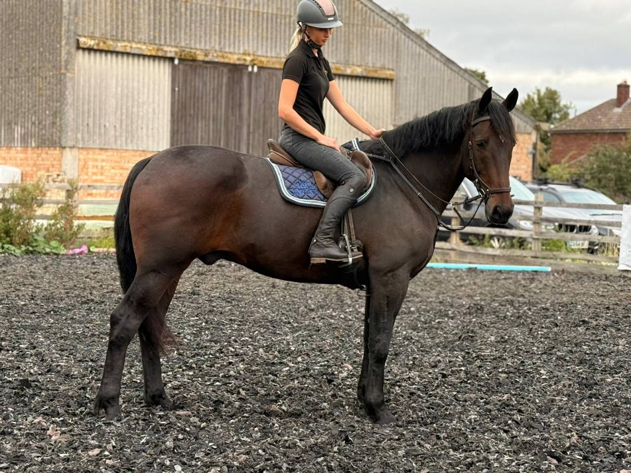 Irish Bay Gelding for sale