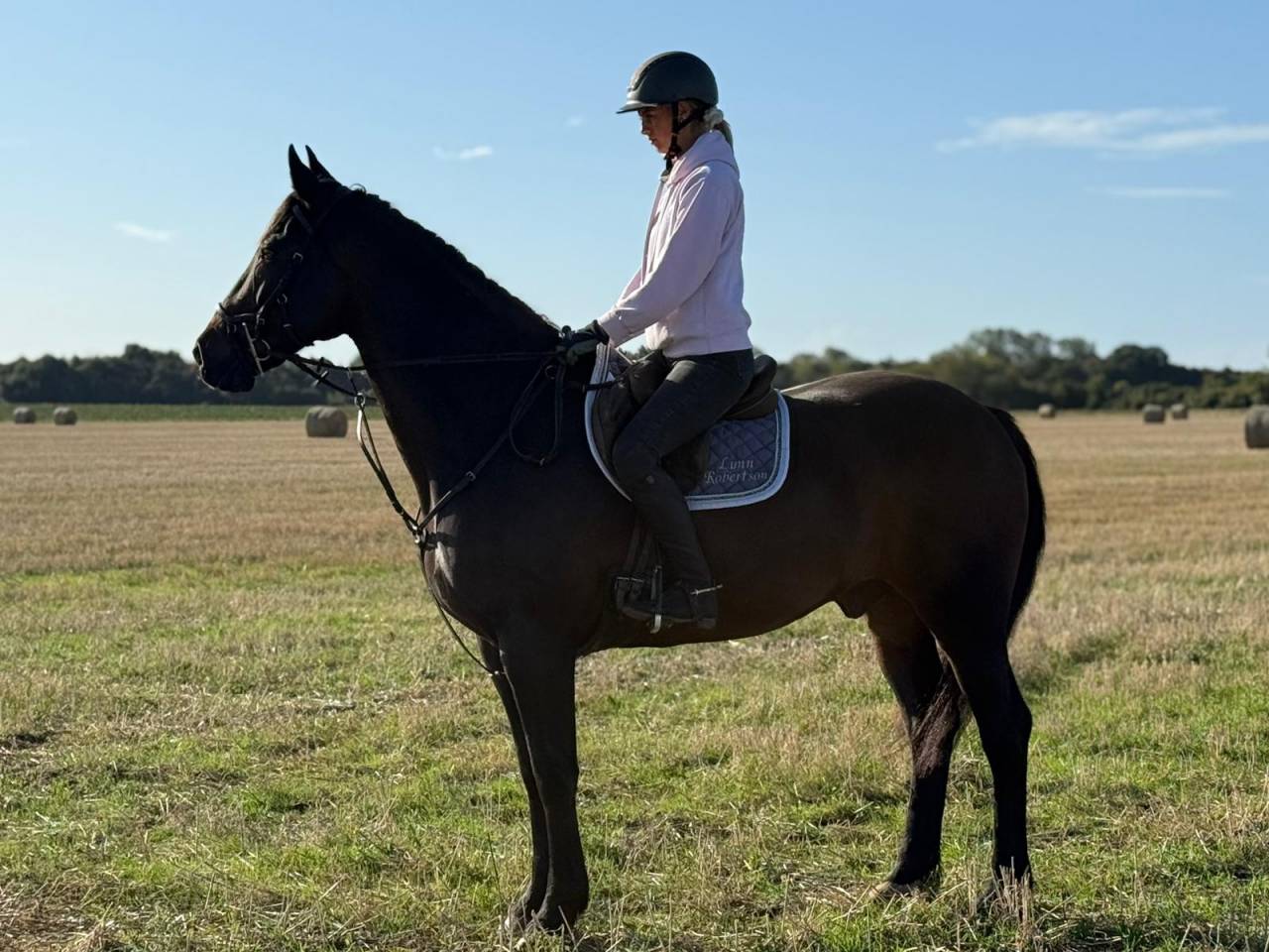 Irish Bay Gelding for sale