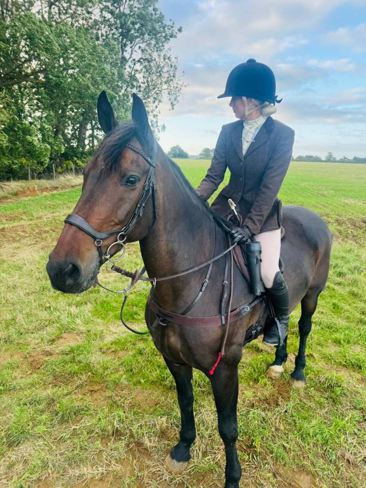 Irish Bay Gelding for sale