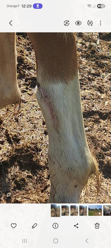 Caballo entero PFS Poni Françés de Silla Confiar 2023 Alazán por Dragibus du rouget