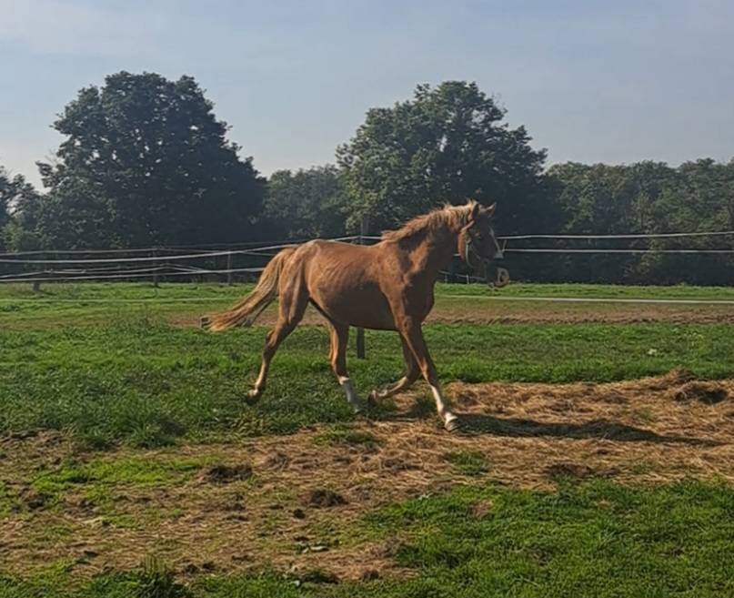 Caballo entero PFS Poni Françés de Silla Confiar 2023 Alazán por Dragibus du rouget