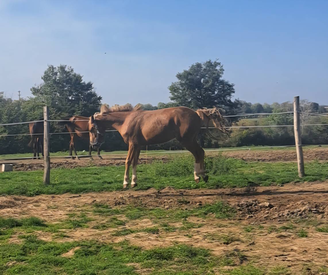 Caballo entero PFS Poni Françés de Silla Confiar 2023 Alazán por Dragibus du rouget